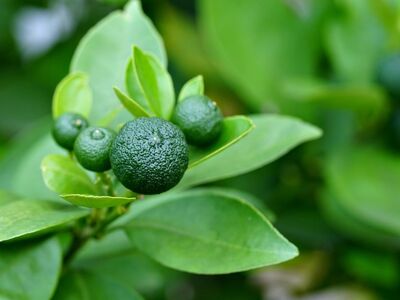 green citrus, sudachi, citrus, food, botany, leaves, close-up, natural, green color, unripe, nature, garden, asian cuisine, green leaves, high contrast, plant care, gardening, micro farming, fresh, ingredients, acidity