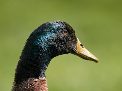 duck, waterfowl, animal, wild, nature, portrait, profile, head, neck, beak, eye, feathers, iridescent, colorful, green, yellow, blurry background, outdoors, bird, detail, curious