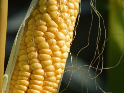 corn, cob, grain, yellow, vegetable, harvest, healthy, food, farm, agriculture, close-up, nature, crops, plant, kernel, nutrition, fresh, decoration, drop, seed