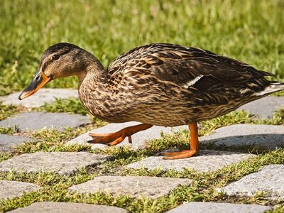 duck, animal, steps, nature, lawn, outdoor, feathers, bill, stone, sunny, walk, travel, armadillo, river, walking, wild, wings, motion, friend