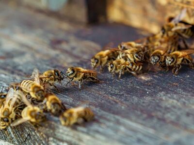 bees, beehive, insects, honeybees, wings, nature, honey, ecosystem, pollination, beekeeping, insect house, biodiversity, bee day, flying, community, bee activities, conservation, animals, worker bees