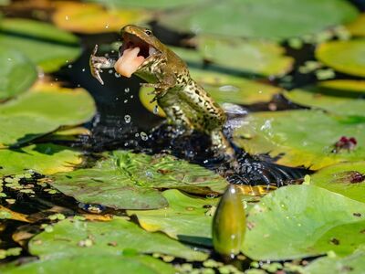 frog, amphibian, nature, pond, green, wildlife, lily pad, frog jump, action shot, prey, insect prey, wild, ecosystem, hunter, predator, water lily, water surface, motion capture, drawing, floating, drama