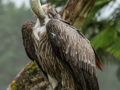 vulture, bird, nature, animal, scavenger, large bird, wild, perched, tree, animal portrait, forest, arthur, habitat, rainforest, frontal, yard, tree branches, dense foliage