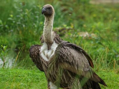 vulture, nature, animal, scavenger, bird of prey, feathered, avian world, ecosystem, carcass, green, wildlife, forest, green background, natural habitat, scavenger ecology, animal kingdom, green foliage, ecology