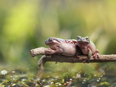 frog, animal, nature, amphibian, wildlife, green, pond, water, fauna, cute, branch, two, balancing, biotope, symbiosis, macro, front view, reflection, sunny, calm