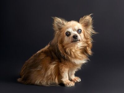 dog, senior dog, chihuahua, long-haired, animal, portrait, studio, pet, cute, loyal, dark background, cloudy eyes, fluffy, companion, golden fur, fur, lovely, nice, senior, loyal companion