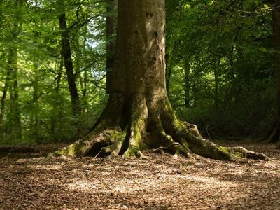 tree, roots, forest, nature, green, moss, ecosystem, leaves, soil, light, landscape, shade, wilderness, ground, sabina forest, iran, low light, tranquil environment, clean air, undisturbed