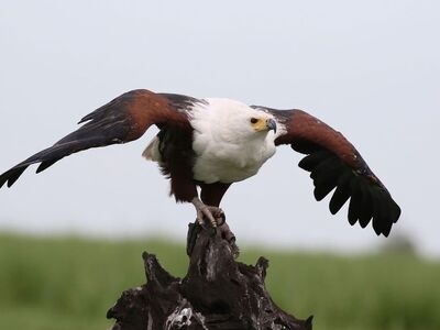 eagle, flight, bird of prey, nature, wings, raptor, beak, wing span, animal, natural habitat, hunting beak, ferocity, birdwatching, landscape, natural beauty, wonders of nature, african eagle, predator, ecosystem