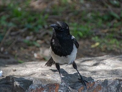 magpie, bird, wildlife, animal, plumage, beak, avian, biodiversity, ornithology, birdwatching, outdoors, nature, black head, rocky ground, grass, posture, shaded, daylight, natural habitat