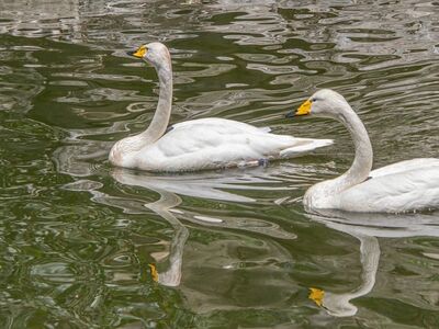 swans, waterbirds, feathers, plumage, water, ornithology, reflection, wildlife, nature, beaks, calm, sunny, landscape, pond, peaceful, mirroring, white, natural, birds, side by side