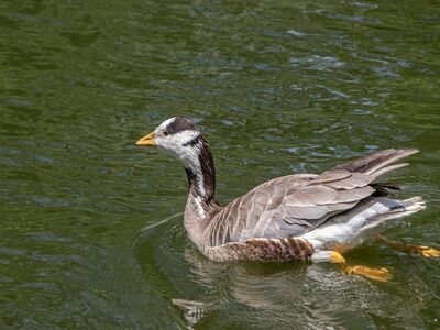 goose, bird, waterfowl, feathers, beak, swimming, nature, wildlife, ornithology, lake, water environment, wilderness, natural habitat, plumage, wild, head, natural, water, bar-headed goose