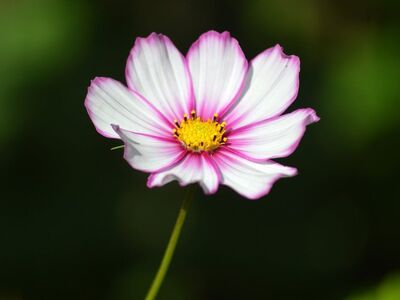 cosmos, hd wallpaper, pink, yellow center, detail, nature, flower, sharp, macro, background, botany, ornamental flower, summer flower, gift of nature, gardening, flower wallpaper, beautiful, decorative, pistil, outdoors
