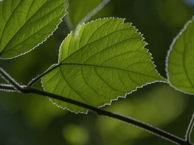 leaf, green, nature, macro, details, green color, lighting, branch, natural, background, foliage, beauty, fresh, ray of light, enlargement, simplicity, botany