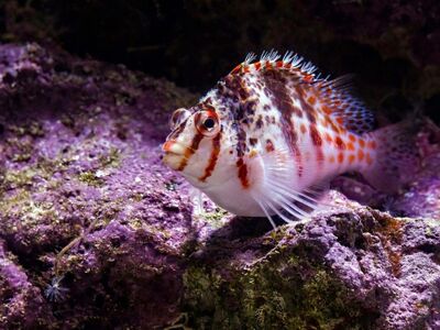 dwarf hawkfish, tropical, aquarium, marine fish, coral reef, exotic, saltwater, underwater, nature, animal, fish, biology, ecology, natural habitat, wildlife, reef, feature, submarine, coloration, aquaculture