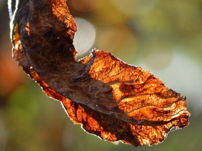 chestnut leaf, autumn, leaf, nature, details, orange, bokeh, background, light effect, macro, leaf texture, nature wallpaper, ecology, natural environment, beautiful, golden, silhouette, natural details, falling leaf, yellow-orange