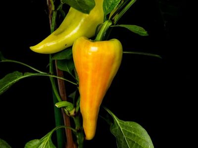 pepper, yellow pepper, green pepper, crop, fresh, greenery, gardening, vitamins, nutrition, artistic photo, vegetable plant, black background, close-up, nature, eco-friendly, agriculture, slice, farmer, seasonal, slightly colorful, color