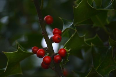 holly, red berries, thorns, green leaves, shrub, poisonous, nature, christmas, autumn, winter, green, red, nature wallpaper, european holly, traditional, evergreen, common, plant, botany