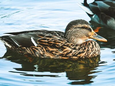 duck, waterfowl, nature, wildlife, lake, water, feathers, swimming, animal, duck swimming, water reflection, willow stream, duck detail, water birds, horizon, calm waters, light feathers, zoology, winter morning, mundane life