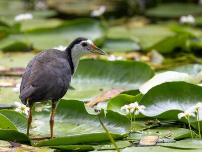 water bird, pond, lily pad, feathers, nature, beautiful flowers, flower background, wet, standing, yellow, beautiful, wild, animal, flying, environment, ecosystem, calm, aquatic plants, flower, solitary, tropical, flower wallpaper, lake, nice