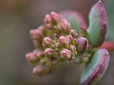 flower, botany, detail, succulent, macro, nature, background, sedum, pink, garden, spring, summer, green, fetish, usefulness, skin, subdued, cultivation, water, analyze, roots
