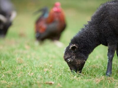 sheep, grass, animal, natural environment, grazing, wool, countryside, ouessant, blurred background, green, field, nature, outdoors, profile, details, rooster, mammal, domesticated, close-up