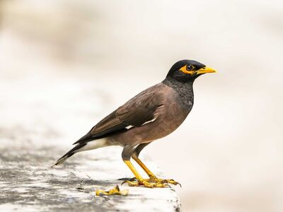 myna, bird, insect, animal, nature, wild, avian, yellow, orange, black, beak, detail, feather, stadium, edge, solitary, pose, periphery, accent, color