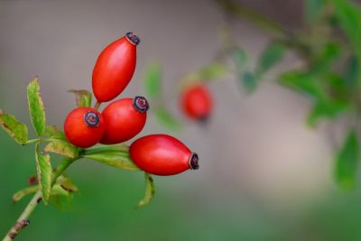 rosehip, red, nature, wild rose, harvest, fruit, botany, shrub, leaf, green, macro, garden, plant, outdoor, seasonal, natural, background, five, native, ecological, colorful