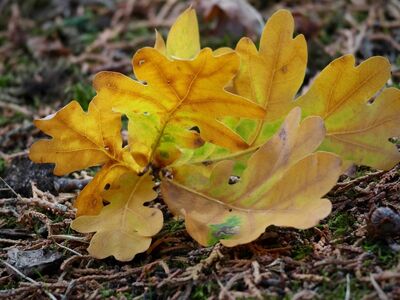 oak leaves, autumn, nature, yellow leaves, background, detail, autumn leaves, landscape, soil, brown, dry leaves, texture, ecology, forest floor, biological decomposition, organic material, autumn colors, ecosystem, habitat, climate change, moody photo