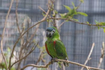 parrot, bird, branch, cage, green, ornithology, zoo, feathers, animal, beak, colorful, nature, wild, exotic, jungle bird, iguana, terrestrial, biotope, green wings, blue head