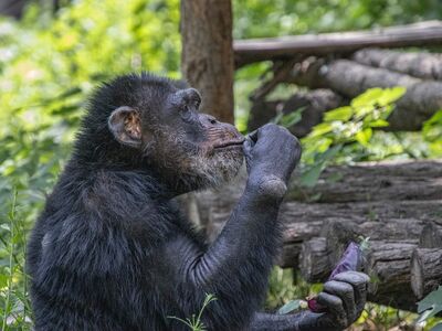 chimpanzee, animal, nature, primate, jungle, zoo, wildlife, environment, mammal, bark, ground, eating, trees, wood, structure, natural, forest, culture, depicted, leaves