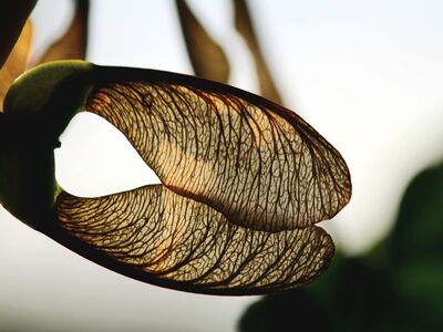 seeds, wings, maple, autumn, close-up, nature, seed wings, texture, season, detailed view, dry leaves, geometry, veins, natural pattern, biology, flora, details, backlighting, leaves in autumn