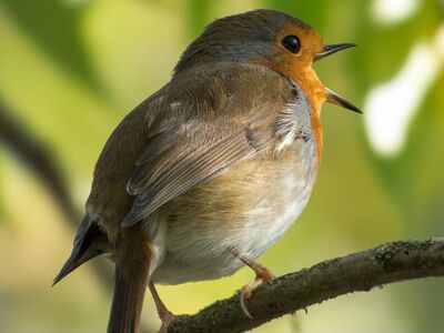 nature, wildlife, bird, ornithology, fauna, songbird, robin, bird on a branch, natural habitat, feathers, little bird, tree, birdwatching, feeding, natural light, green leaves, snapshot, green background, natural environment, details