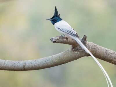 nature, plumage, wildlife, animal, bird, beak, avian, long tail, songbird, branches, wood, landmarks, wild, beautiful, nature photography, wings, unique, view, display, natural habitat