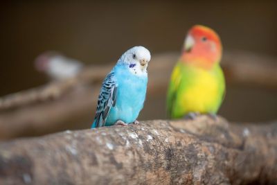 bird, animal, cool backgrounds, plumage, free background, beak, mac wallpaper, ornithology, parrot, 4k wallpaper, budgerigar, pair, colorful, full hd wallpaper, hd wallpaper, windows wallpaper, nature, free wallpaper, 4k wallpaper 1920x1080, desktop backgrounds, background, natural habitat, green, wallpaper 4k, laptop wallpaper, yellow, wallpaper hd, blue, attentive look, beautiful wallpaper, wildlife, focus, wing flutter