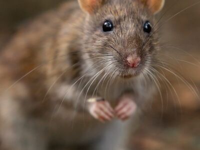 rat, rodent, animal, natural, fur, whiskers, curiosity, natural background, detail, natural world, mammal, nature, mammalian, wild, head, pet, wildlife, front view, closeup, eyes, cute