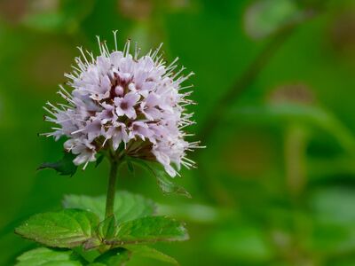 water mint, mentha aquatica, flower, green, outdoor, nature, herb, purple, leaf, macro, ecosystem, summer, blooming, botany, natural environment, savory greens, flower season, graceful