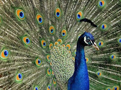 peacock, bird, colorful, feathers, nature, peacock eye, fauna, feather details, beak, green blue, beauty, striking, spread feathers, blue hues, dance, environment, wilderness, ornament, mating