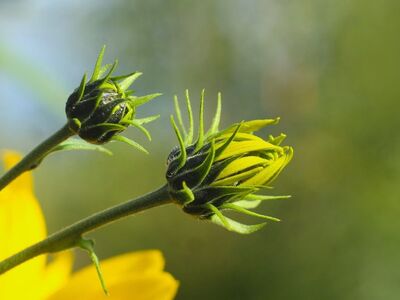 bud, flower background, flower wallpaper, yellow, flower, nature, stem, beautiful flowers, garden, plant, bright, natural, developing, leaves, triangular, sunlight, macro, common, growth, seasonal, outdoor, future, perception