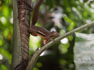 squirrel, wallpaper hd, stretching, desktop backgrounds, 4k wallpaper, palm petiole, hd wallpaper, laptop wallpaper, mac wallpaper, rainforest, light, brown coat, 4k wallpaper 1920x1080, natural environment, vertical composition, free wallpaper, soft highlights, cool backgrounds, photography, tropical foliage, free background, full hd wallpaper, windows wallpaper, thailand, background, wallpaper 4k, nature, animal, wild, detail, thailand photography, beautiful wallpaper, from the tree view, resting animal