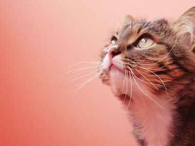 cat, kitten, free wallpaper, nature, cute, wallpaper hd, beautiful wallpaper, 4k wallpaper 1920x1080, wallpaper 4k, fluffy, mac wallpaper, 4k wallpaper, animal, hd wallpaper, male gender, full hd wallpaper, laptop wallpaper, detail, background, desktop backgrounds, face, eyes, color, white, windows wallpaper, pink, free background, feline, pet, fur, fur coat, cool backgrounds, coat pattern, captivating