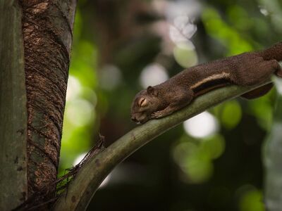 squirrel, beautiful wallpaper, mac wallpaper, laptop wallpaper, sleeping, curled, 4k wallpaper, cool backgrounds, desktop backgrounds, wallpaper 4k, full hd wallpaper, tropical branch, peaceful, free wallpaper, forest greens, windows wallpaper, macro wildlife, soft focus, natural scene, animal rest, iphone wallpaper, phone wallpaper, wallpaper, background, hd wallpaper, 4k, 4k wallpaper 1920x1080, cozy, asian-european, sleepy, free background, wallpaper hd, tranquility, protective