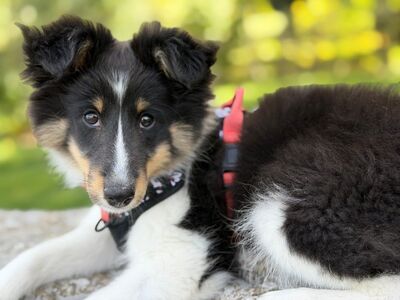 puppy, shetland sheepdog, black and white, outdoor, cute, dog, magical, animal, grass, black fur, dog collar, juvenile, friendly expression, happiness, young, outdoor scene, smooth fur, young animals, pet