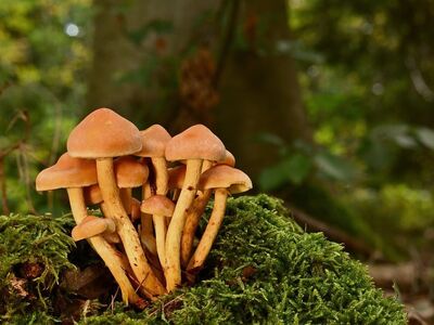 mushrooms, forest, moss, autumn, close-up, nature, tiny mushrooms, green, hiking, forest floor, ecosystem, mushrooms growing, natural environment, mushroom cluster, fungi growth, mushroom picking, damp environment, habitat