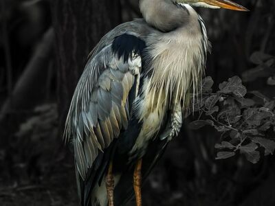 grey heron, bird, standing, wildlife, nature, long beak, sharp beak, plumage, outdoors, railing, dark background, detailed, wood, graceful, animal, natural habitat, calm, patience, alert, hunter