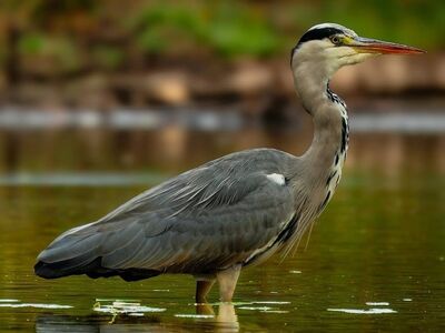 grey heron, bird, wading, pond, shallow water, wetland, wildlife, nature, animal, feathers, gray feathers, long neck, sharp beak, reflections, ripples, natural habitat, wild bird, outdoors, calm water, elegant, island