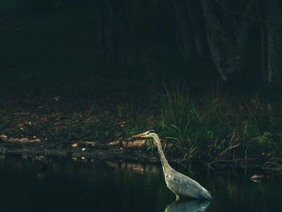 grey heron, bird, standing in water, pond, wetland, forest background, wildlife, nature, reflection, quiet, solitary, outdoors, peaceful, natural habitat, shadows, minimalism, solitary bird, atmospheric, water surface, quiet environment, peaceful landscape