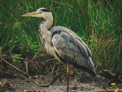 grey heron, bird, wetland, standing, nature, long neck, sharp beak, water bird, pond, reeds, natural habitat, tall grass, feathers, gray feathers, tall bird, outdoors, wild animal, beautiful, day