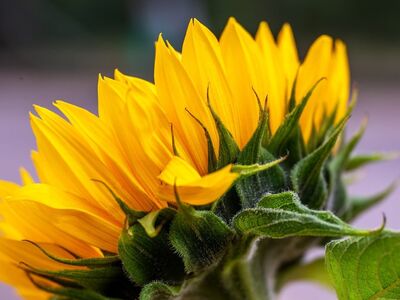 sunflower, yellow, nature, flora, leaf, detail, bokeh, green, petals, summer, horticulture, beauty, macro photography, natural beauty, color, bright, fresh, garden plants, sunlight, tranquility