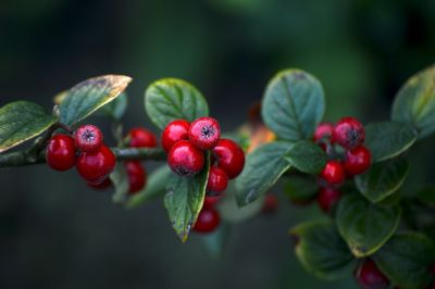 cotoneaster, red berries, leaves, nature, autumn, botany, beautiful wallpaper, free wallpaper, fruit, berry, 4k wallpaper, shrub, cool backgrounds, mac wallpaper, garden, hd wallpaper, ornamental plant, e-natural, small flower, laptop wallpaper, stems, deciduous, wallpaper 4k, detail, background, free background, red, wallpaper hd, macro, full hd wallpaper, desktop backgrounds, windows wallpaper, 4k wallpaper 1920x1080, wild fruit