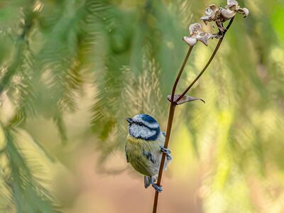 blue tit, bird, nature, wild, songbird, natural habitat, tree bark, natural light, background, green, bokeh effect, garden bird, natural scene, detail, green color, cyanistes caeruleus, birdwatching, perched bird
